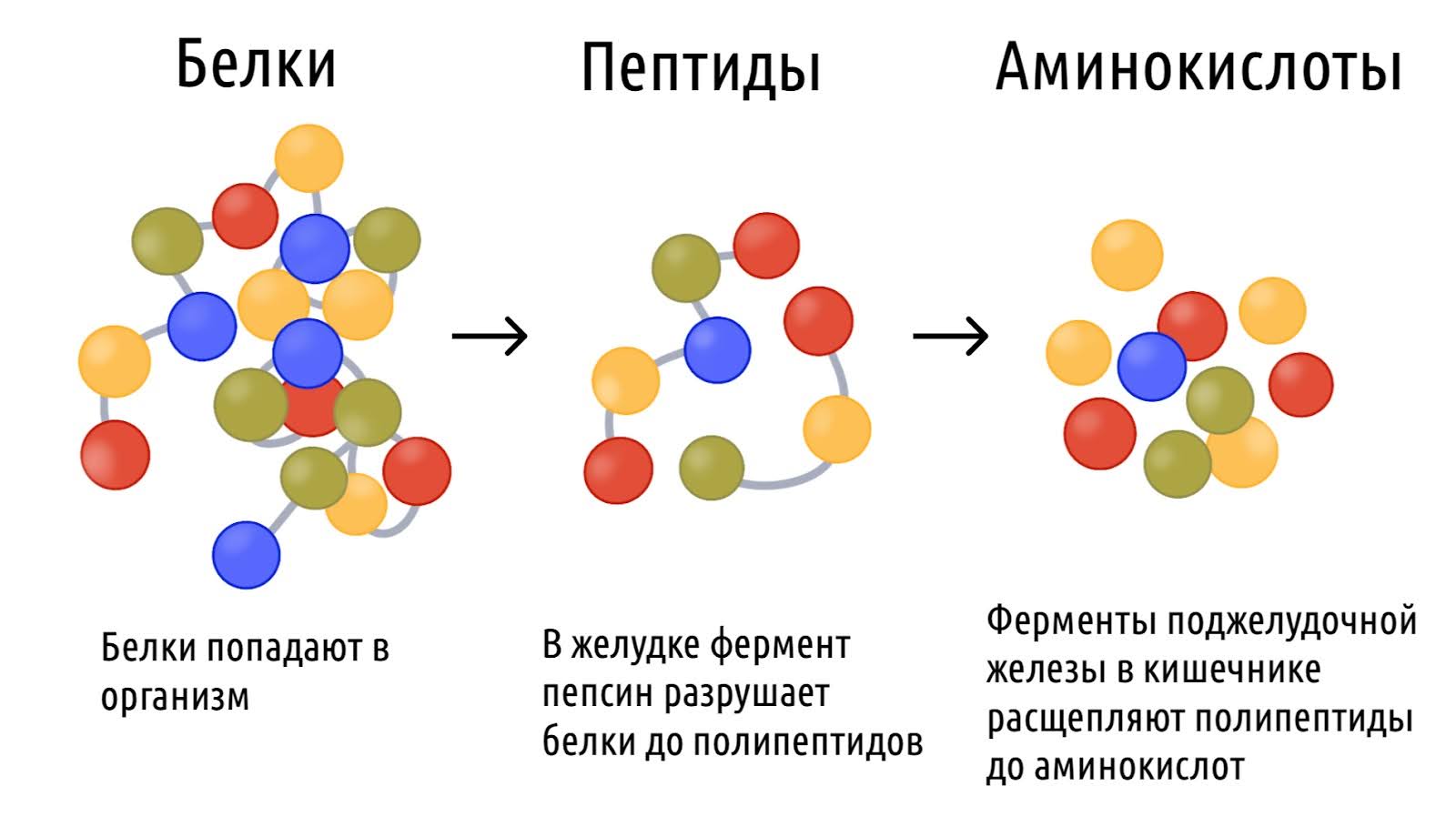 Как правильно пить протеин: какой вид выбрать, когда употреблять и сколько – 1