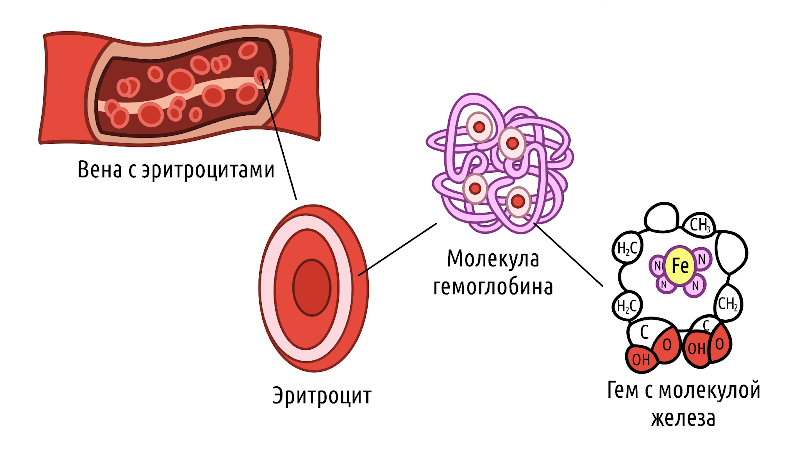 Продукты для повышения гемоглобина: диета и особенности рациона – 1
