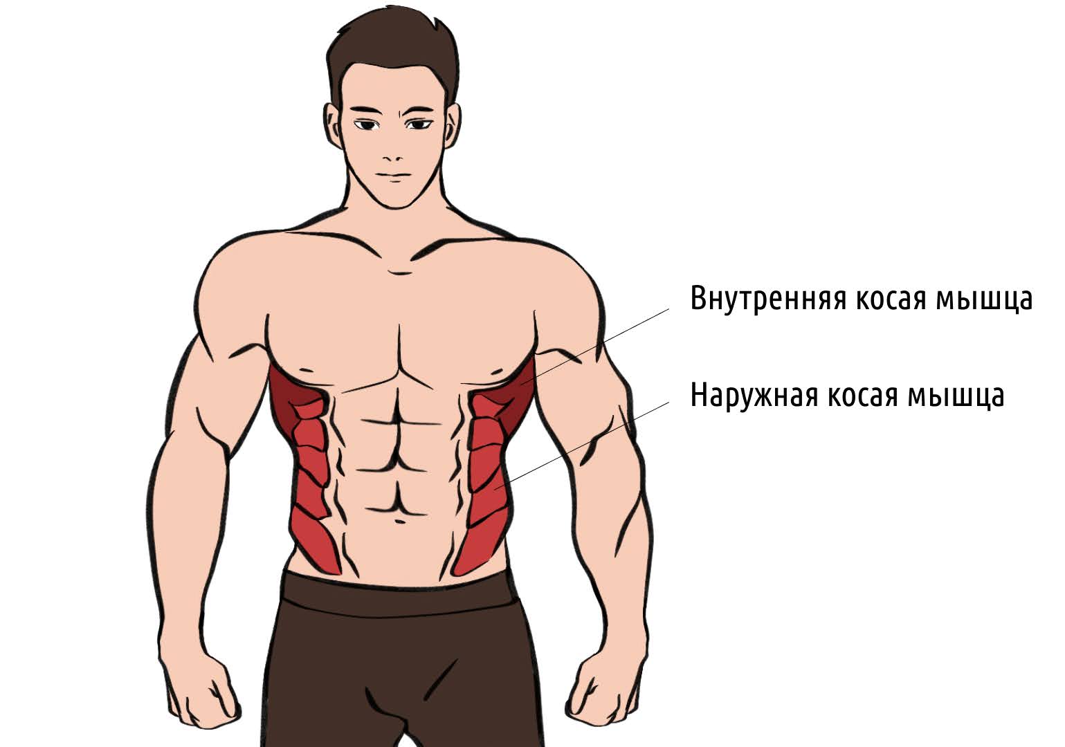 Как накачать косые мышцы живота: упражнения, техника и ошибки – 1